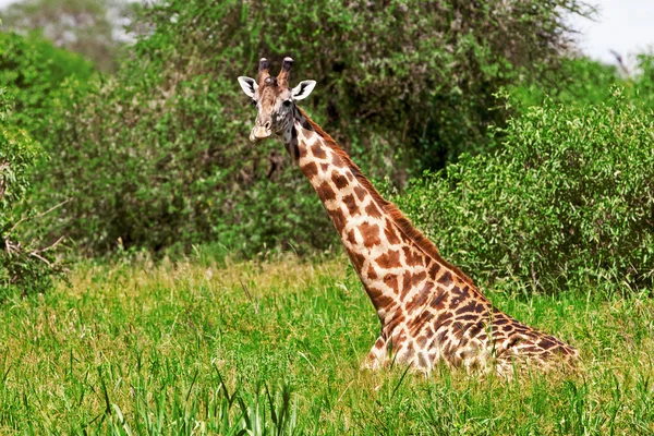 Jerapah di Taman Nasional Tarangire, Tanzania — Stok Foto