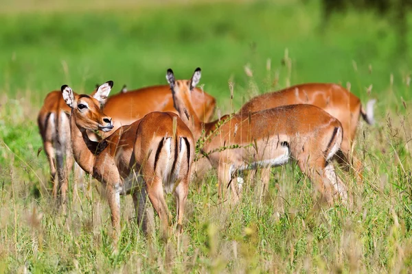 Antílopes impala fêmeas, Parque Nacional Tarangire, Tanzânia — Fotografia de Stock