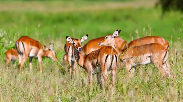 Antílopes impala fêmeas, Parque Nacional Tarangire, Tanzânia — Fotografia de Stock