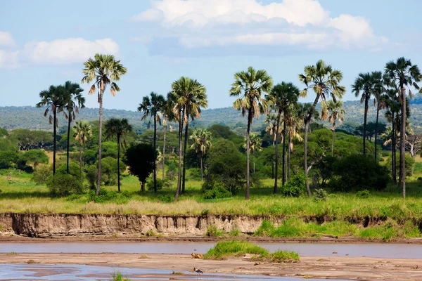 Красивый африканский пейзаж. Танзания — стоковое фото