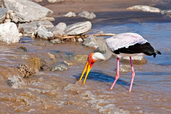 Żółtym zapowiadane bociana stojący w rzeki, park narodowy tarangire, tanzania — Zdjęcie stockowe