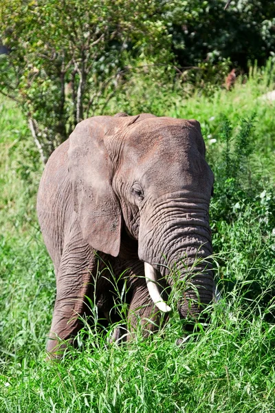 Afrikaanse olifant — Stockfoto