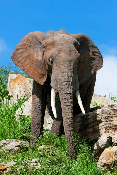 Elefante africano — Foto Stock