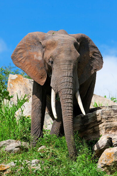 African elephant