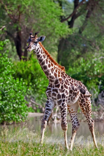 Jirafa en el Parque Nacional Tarangire, Tanzania — Foto de Stock