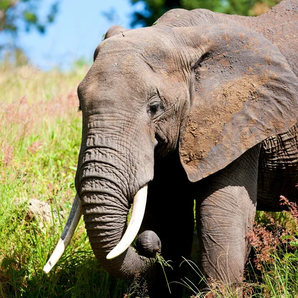 African elephant — Stock Photo, Image