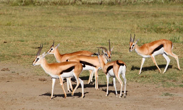 पुरुष अनुदान के gazelles — स्टॉक फ़ोटो, इमेज