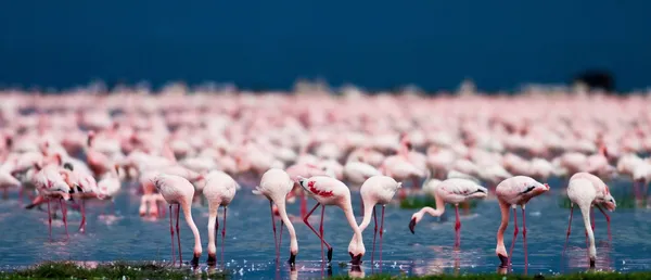 Фламінго на озері Накуру, Кенія. Ліцензійні Стокові Зображення