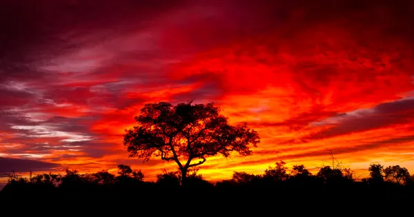 Afrikansk solnedgang i Kruger nasjonalpark, Sør-Afrika stockfoto