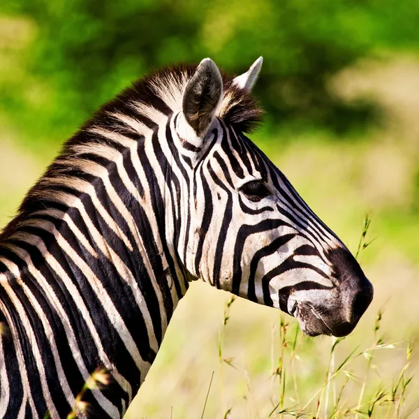 Zebra in the Ngorongoro Crater, Tanzania Royalty Free Stock Photos
