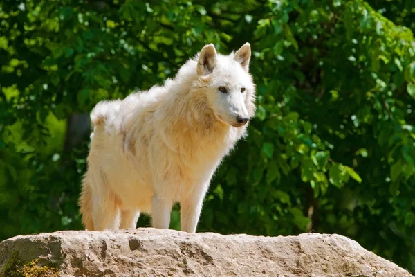 Large adult arctic wolf in the forest Stock Photo