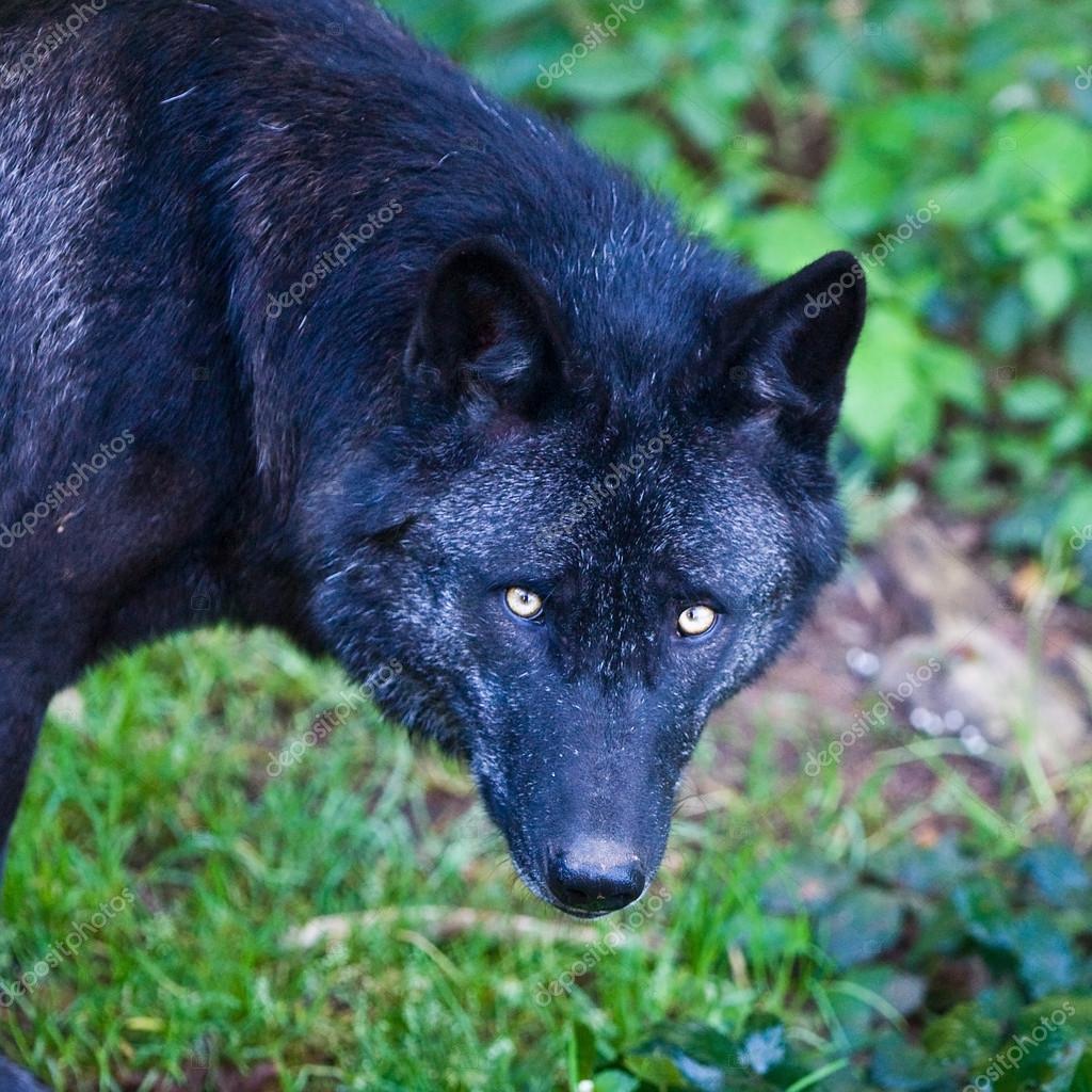 blue eyed black wolf