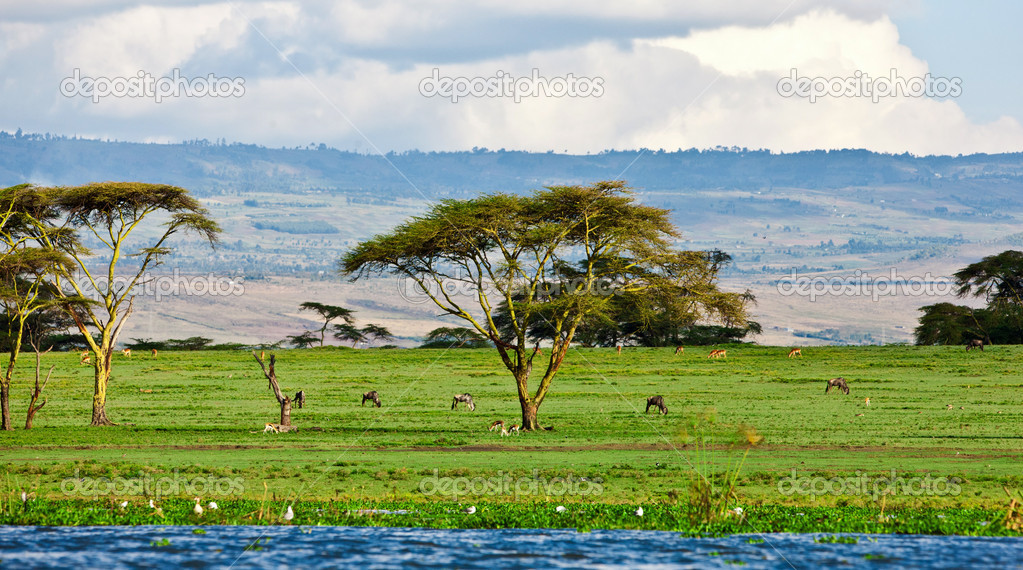 Resultado de imagem para Naivasha , QuÃªnia