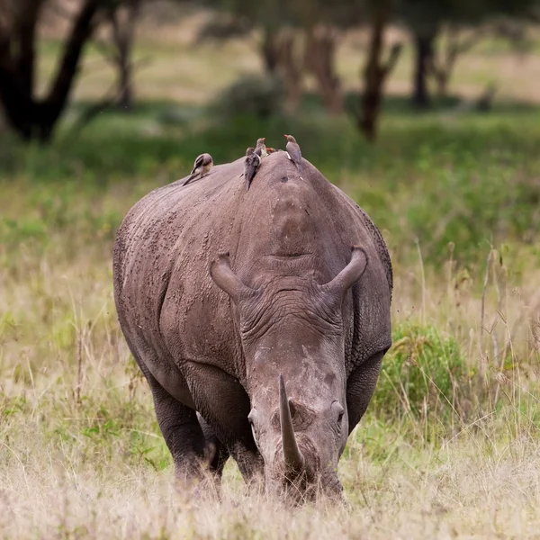 Behemoth in de natuur — Stockfoto