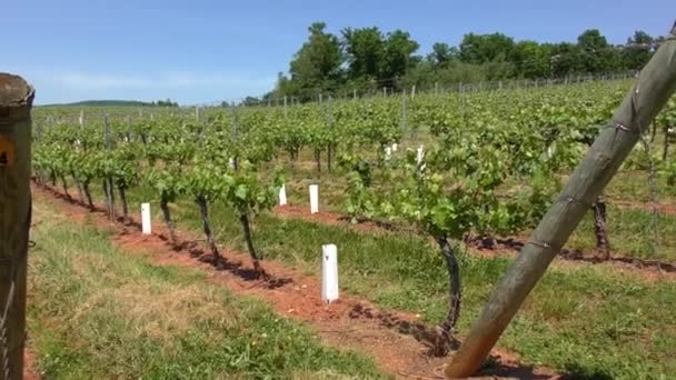 Barboursville Vineyards Barboursville Virginia Usa Kolem Dubna 2022 — Stock video