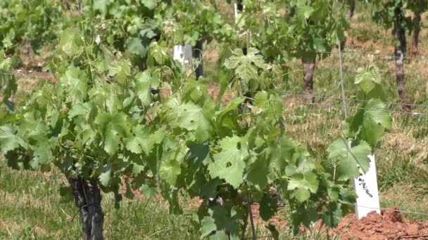 Barboursville Vineyards Barboursville Virginia Usa Circa April 2022 — Stok video