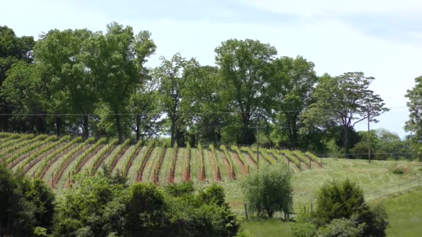 Die Barboursville Vineyards Barboursville Virginia Usa April 2022 — Stockvideo