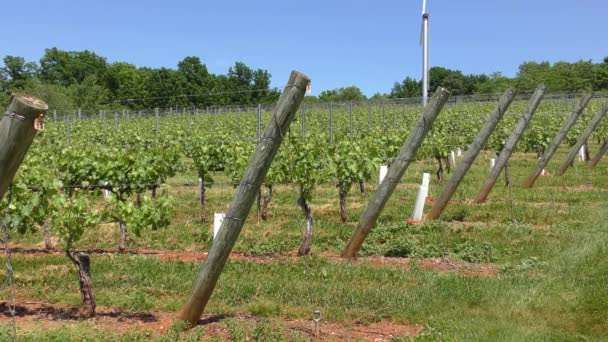 Kebun Anggur Barboursville Barboursville Virginia Amerika Serikat Sekitar April 2022 — Stok Video