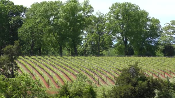 Los Viñedos Barboursville Barboursville Virginia Alrededor Abril 2022 — Vídeo de stock