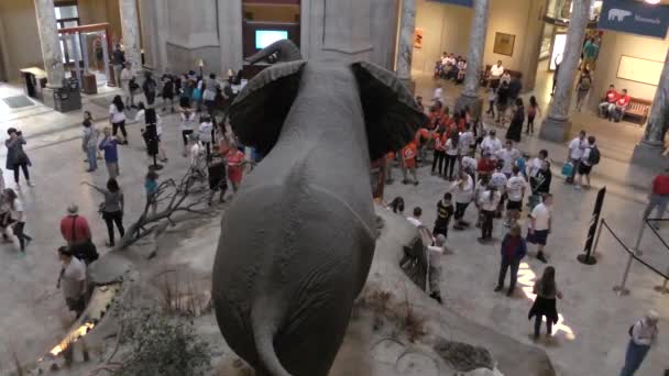 Washington Eua Visitantes Museu Nacional História Natural Washington — Vídeo de Stock