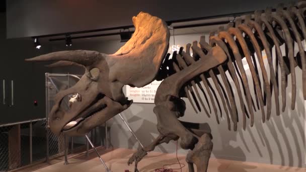 Washington Usa Visitatori Del Museo Nazionale Storia Naturale Washington — Video Stock