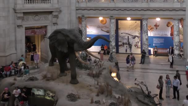 Washington Usa Odwiedzający Narodowe Muzeum Historii Naturalnej Waszyngtonie — Wideo stockowe