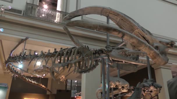 Washington États Unis Squelette Dinosaure National Museum Natural History Washington — Video