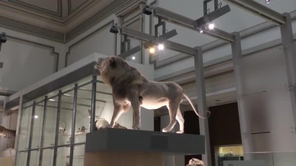 ワシントンD ワシントンD の国立自然史博物館への訪問者 — ストック動画