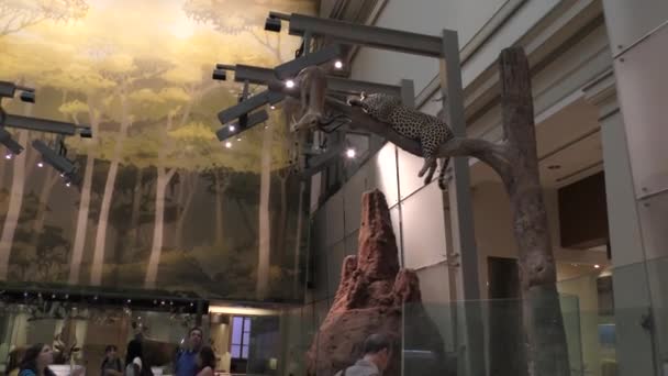Washington Amerika Serikat Pengunjung Museum Nasional Sejarah Alam Washington — Stok Video