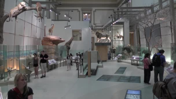 Washington Amerika Serikat Pengunjung Museum Nasional Sejarah Alam Washington — Stok Video