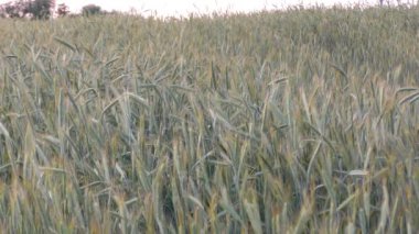 Buğday tarlası yakın plan