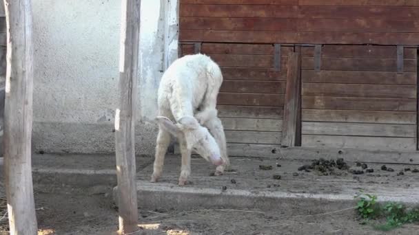 Imagens Burro Pequeno Bonito Fazenda — Vídeo de Stock