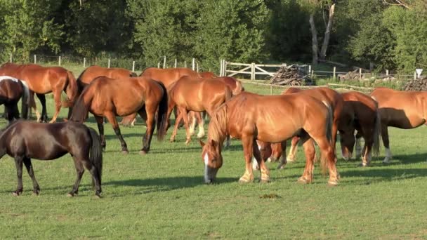 Pferde Auf Der Großen Ungarischen Tiefebene Der Hortobagy — Stockvideo