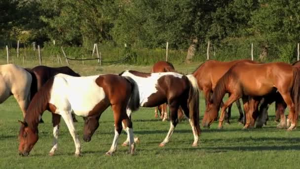 Konie Wielkiej Równinie Węgierskiej Hortobagy — Wideo stockowe