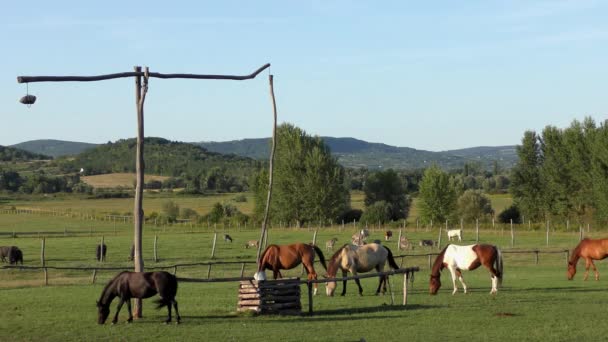 Hortobagy Hungary Aug Hungarian Csikos Herdsmen Great Hungarian Plain 27Th — Wideo stockowe