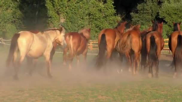 Pferde Auf Der Großen Ungarischen Tiefebene Der Hortobagy — Stockvideo