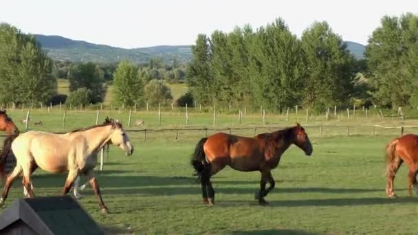 Konie Wielkiej Równinie Węgierskiej Hortobagy — Wideo stockowe