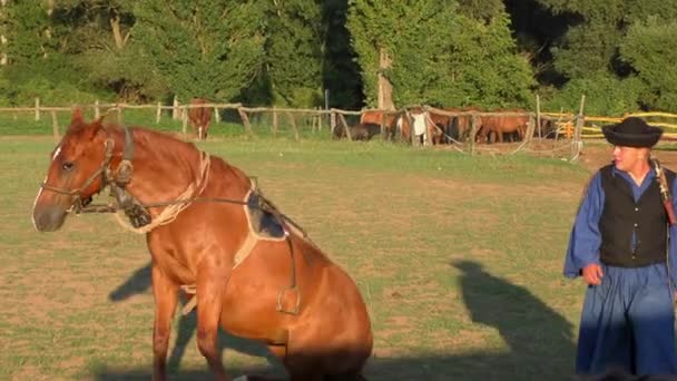 Hortobagy Ungarn Aug Ungarische Csikos Oder Hirten Auf Der Großen — Stockvideo