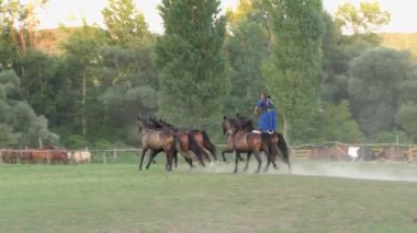 HORTOBAGY, HUNGARY - AUG 27: Hungarian Csikos or herdsmen on the Great Hungarian Plain on 27th August 2015 at the Hortobagy, Hungary. 4K footage.