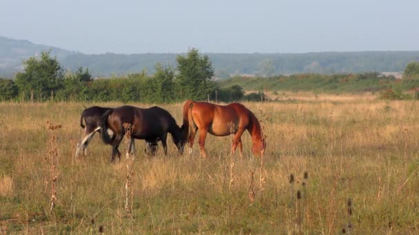Záběry Divokých Koní Národním Parku Hortobagy Maďarsko — Stock video