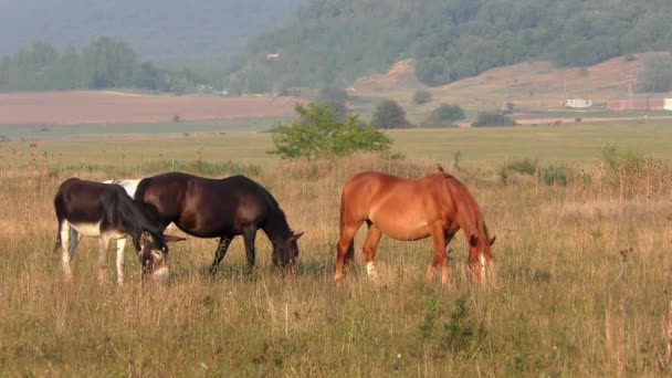 Footage Wild Horses Hortobagy National Park Hungary — Αρχείο Βίντεο