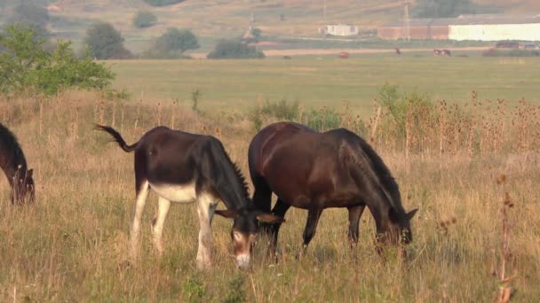 Záběry Divokého Osla Pasoucího Národním Parku Hortobagy Maďarsko — Stock video