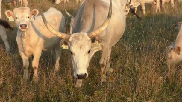 Longhorn Cows Grazing Field — Stok video