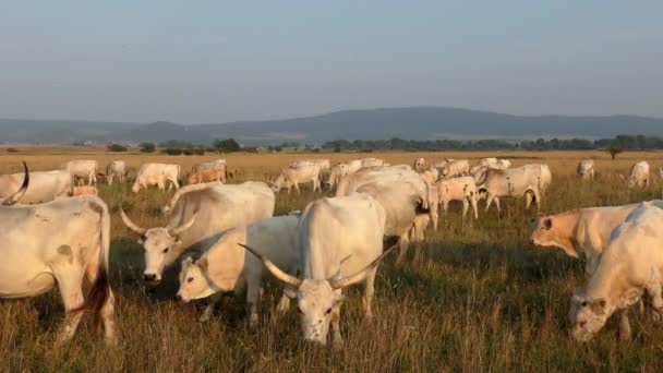 Longhorn Cows Grazing Field — Stok video