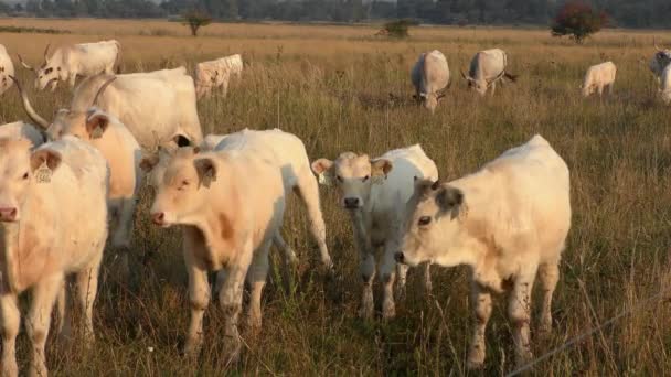 Longhorn Cows Grazing Field — Stok Video