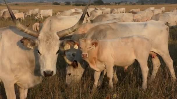 Langhorn Kühe Grasen Auf Einem Feld — Stockvideo