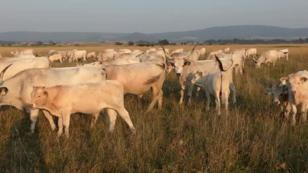 Longhorn Cows Grazing Field — Vídeo de Stock