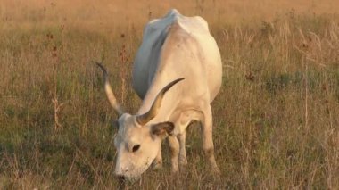 longhorn cows grazing in a field