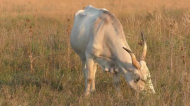longhorn cows grazing in a field