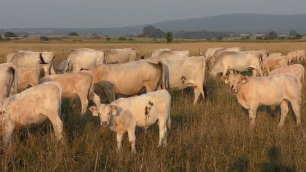 Longhorn Cows Grazing Field — Stok video